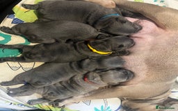 French Bulldog dogs for sale: Blue French bulldogs - Image 1