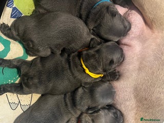 French Bulldog dogs - Advert 1