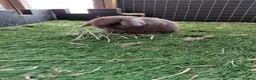 Mini Lop rabbits for sale: Vaccinated x tiny mini lops  - Advert 4