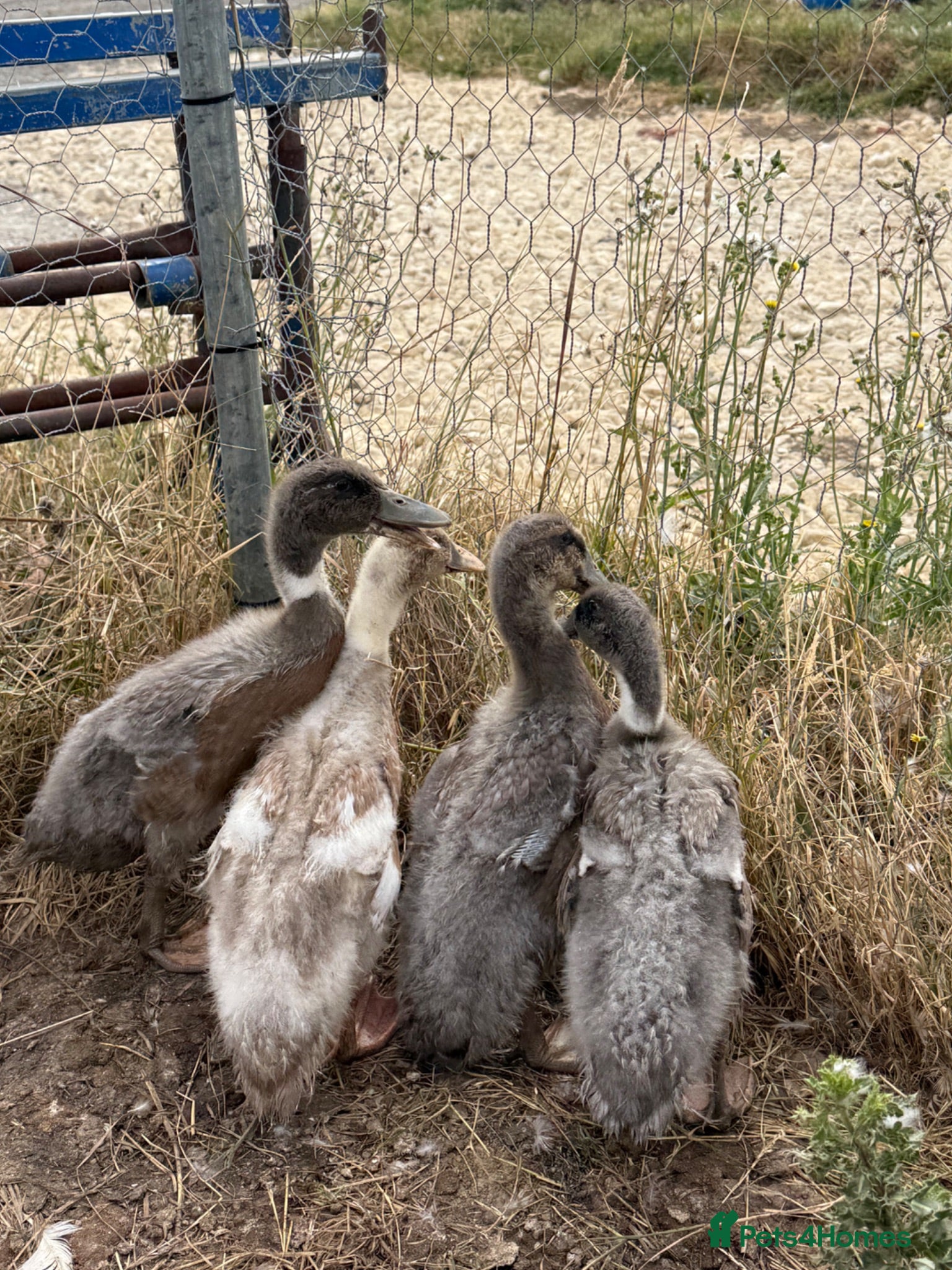 Ducks poultry Purebred Indian runner ducklings  - Advert 1
