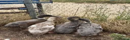 Ducks poultry for sale: Purebred Indian runner ducklings  - Advert 1