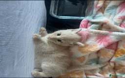 Mixed Breed cats for sale: 3 british shorthair kittens for sale  - Image 7