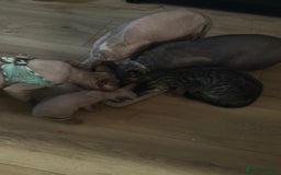 Sphynx cats for sale: Amazing kitten looking for family ❤️❤️❤️ - Image 17