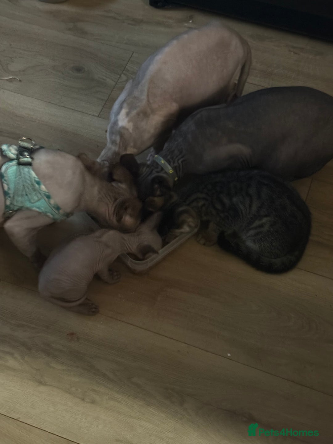 Sphynx cats for sale: Amazing kitten looking for family ❤️❤️❤️ - Image 17