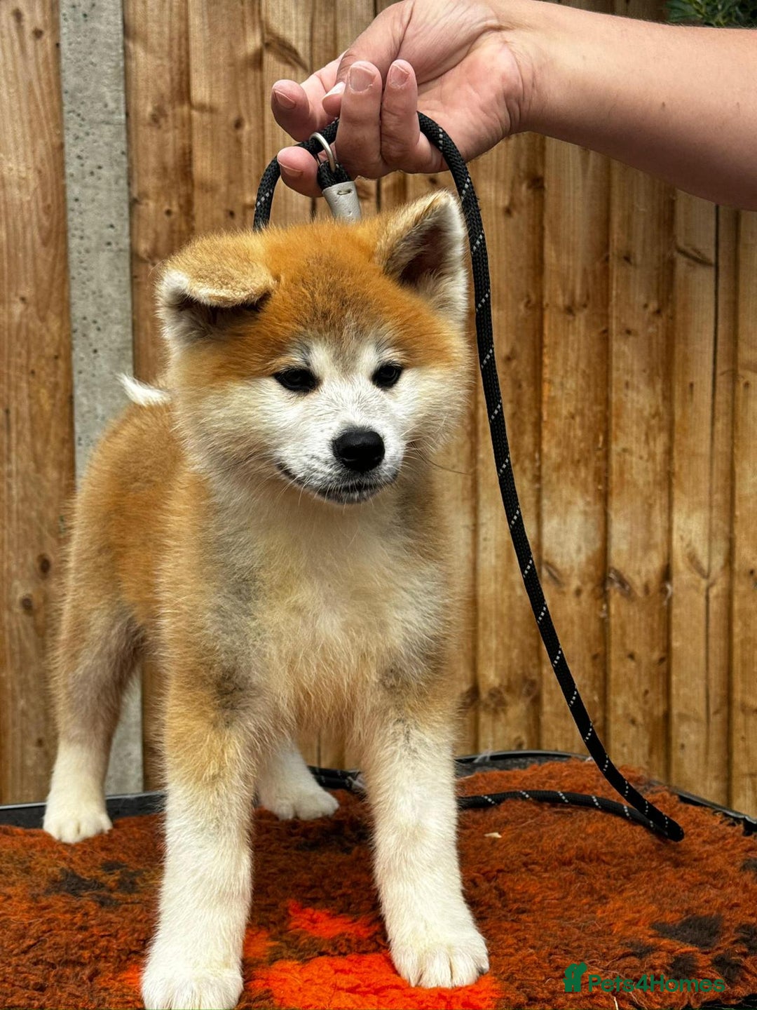 Japanese Akita Inu dogs for sale: Stunning Japanese Akita Inu - Image 6