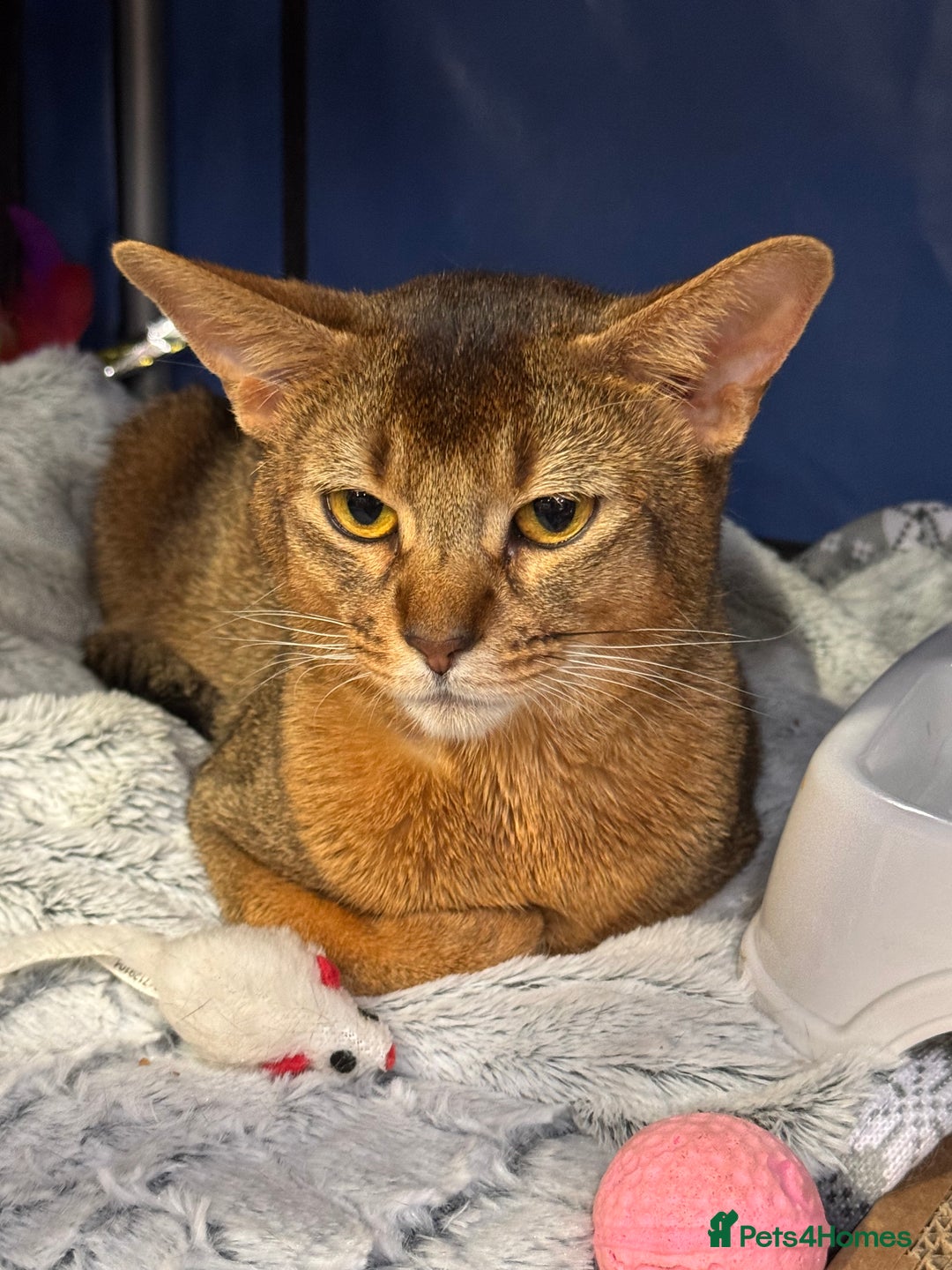 Abyssinian cats for stud: Stud Abyssinian TICA Registered in Corby - Image 10