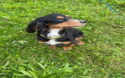 Cocker Spaniel dogs for sale: Lovely little tricolour lad - Image 3