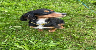 Cocker Spaniel dogs - Advert 12