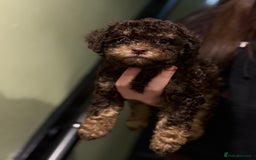 Shihpoo dogs for sale: Adorable F1B Shihpoo puppies ready NOW 🐾🐕🤍 - Image 4