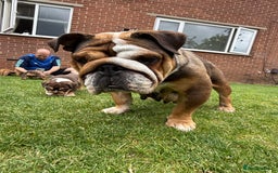 English Bulldog dogs for sale: Amazing litter of English bulldogs - Image 15