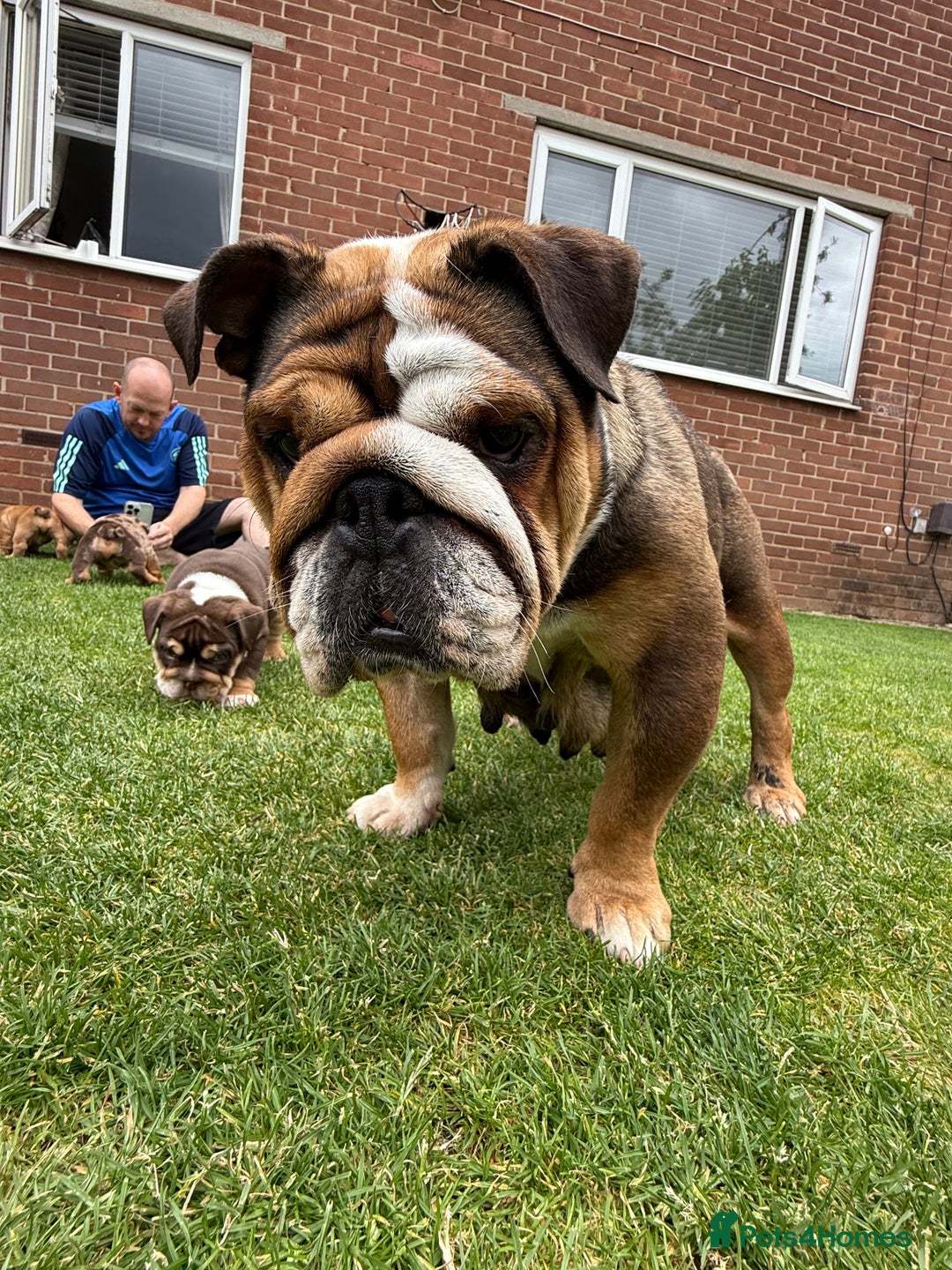 English Bulldog dogs for sale: Amazing litter of English bulldogs - Image 15