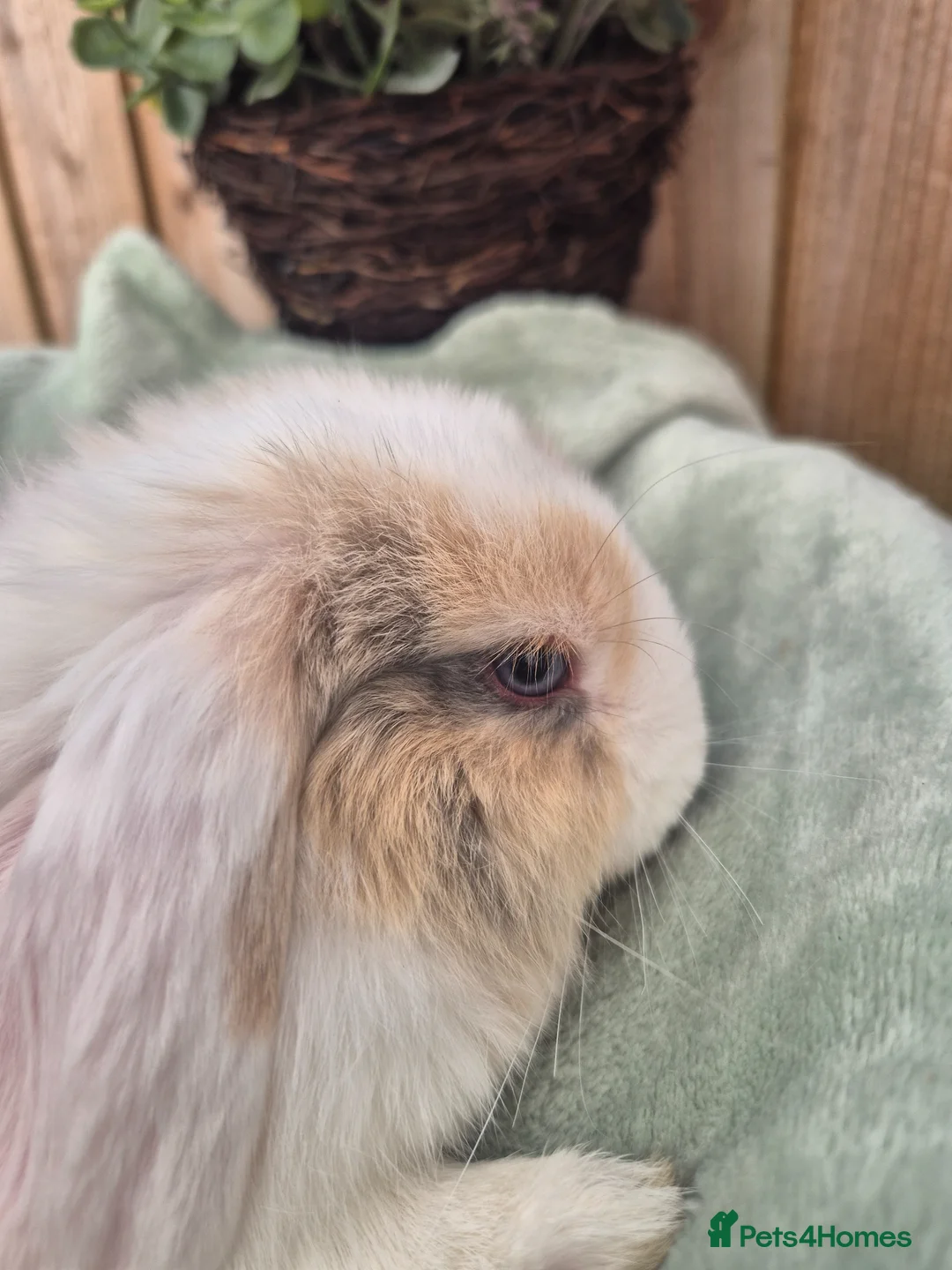 Mini Lop rabbits for sale: ❤️ READY TO LEAVE NOW  💙  - Advert 2