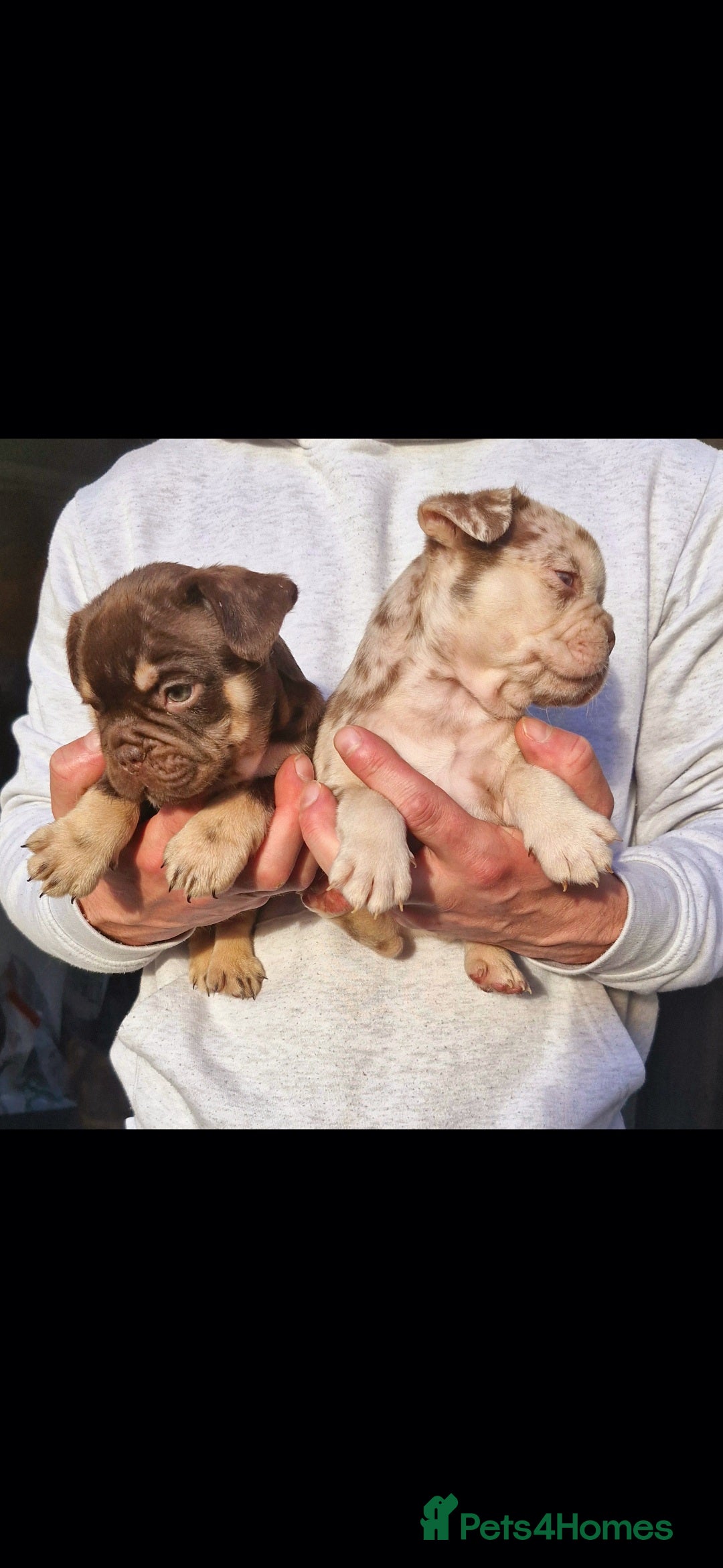French Bulldog dogs for sale: Stunning puppies from £1500 - Advert 10