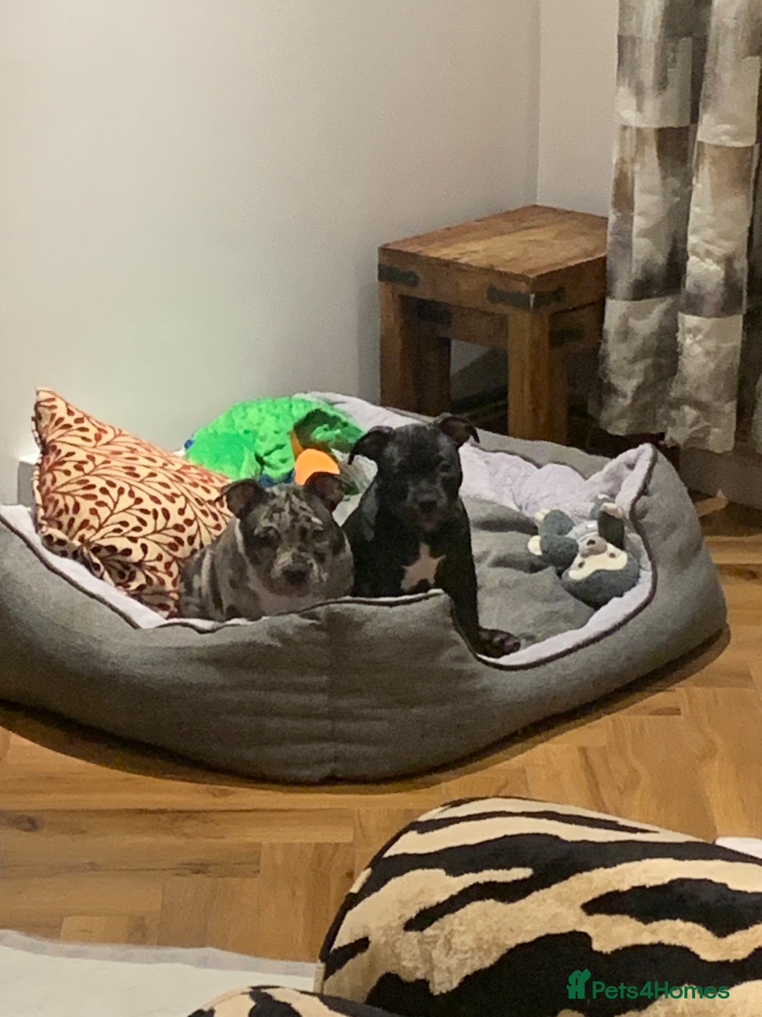 American Bully dogs for sale: Pocket bully pup - Image 5