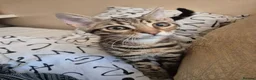 Mixed Breed cats for sale: Cute tabby kitten - Advert 18