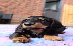 Miniature Dachshund dogs for sale: Ready now miniature long haired dachshunds in Stowmarket - Image 30