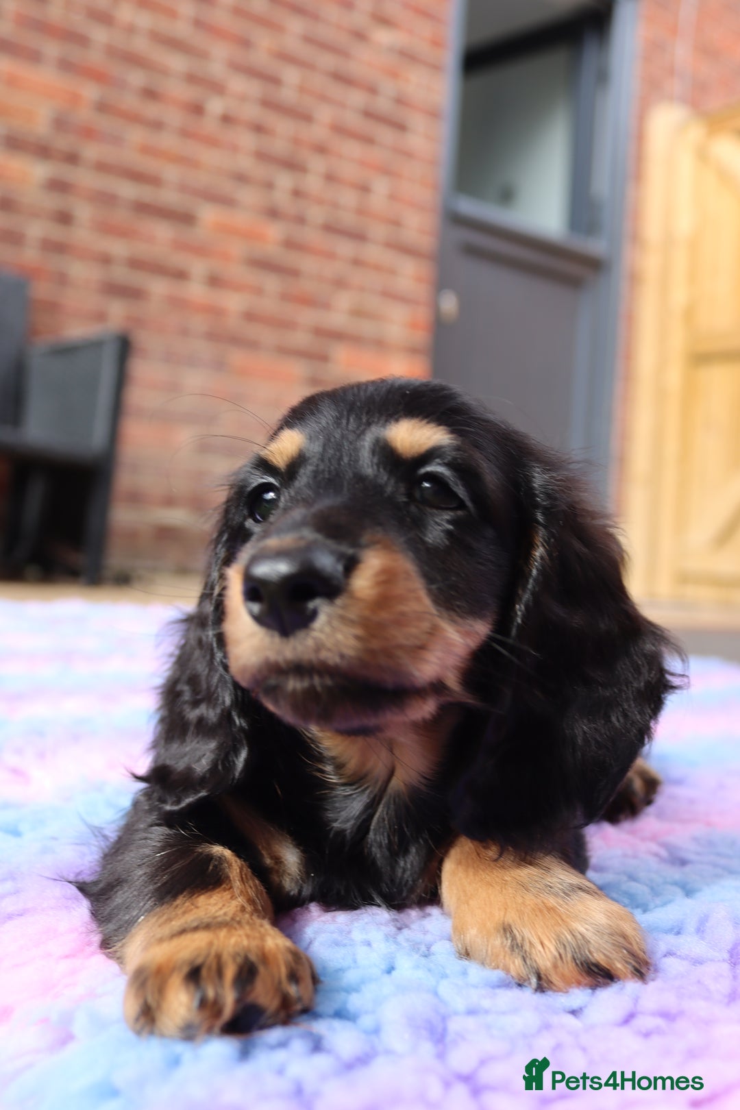 Miniature Dachshund dogs for sale: Ready now miniature long haired dachshunds in Stowmarket - Image 30