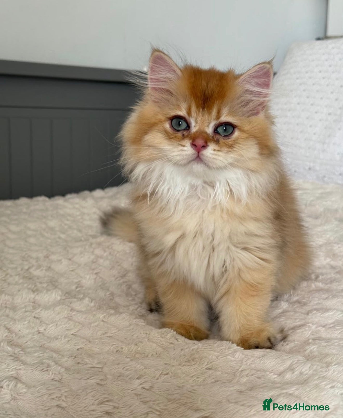 British Longhair cats Beautiful British Longhair Golden Shaded NY11  - Advert 7