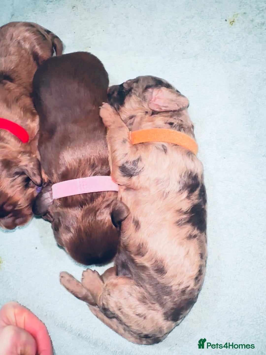 Cockapoo dogs for sale: Merle/ Red and Chocolate brown cockapoo puppies - Advert 16