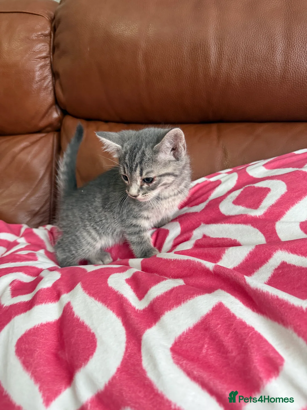 Mixed Breed cats for sale: Mixed Bengal and tabby cats  - Advert 17