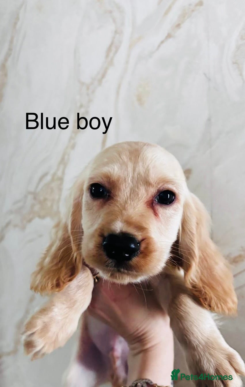 Cockapoo dogs adorable cockapoo puppies  - Advert 9