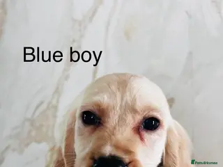 Cockapoo dogs adorable cockapoo puppies - Advert 9