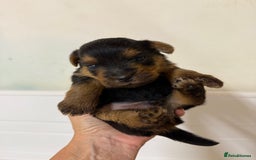 Norfolk Terrier dogs for sale: Norfolk Terriers for sale 🐶 - Image 15