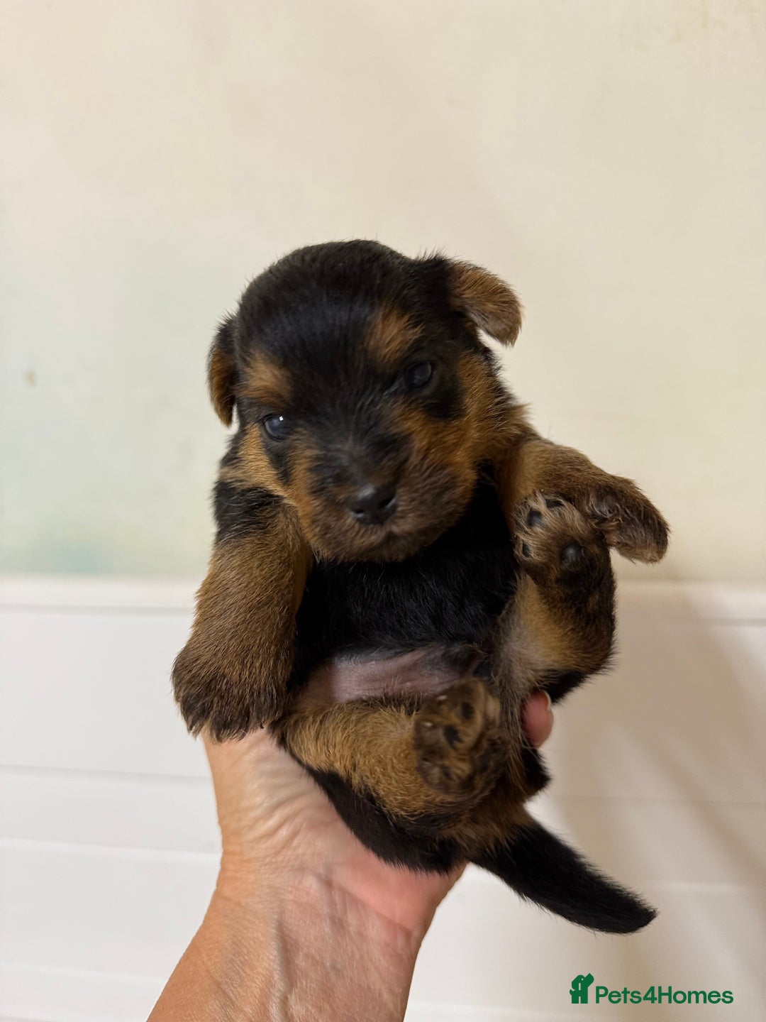 Norfolk Terrier dogs for sale: Norfolk Terriers for sale 🐶 - Image 15