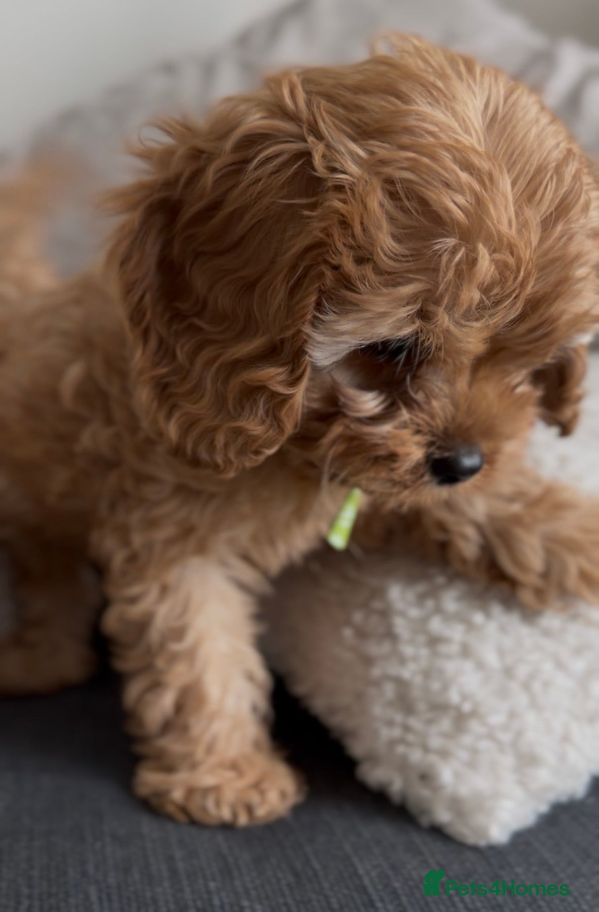 Cavapoo dogs Ready now. F1 Cavapoo Puppies. 1 boy available🐾 - Advert 10