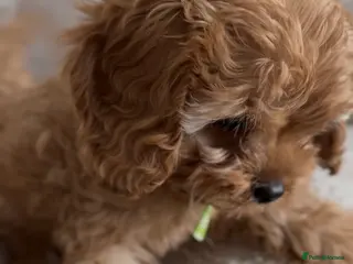 Cavapoo dogs Ready now. F1 Cavapoo Puppies. 1 boy available🐾 - Advert 10