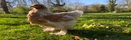 Chickens poultry for sale: Silkie, Pekin, Polish, Brahma, Faverolle Hens  - Advert 12