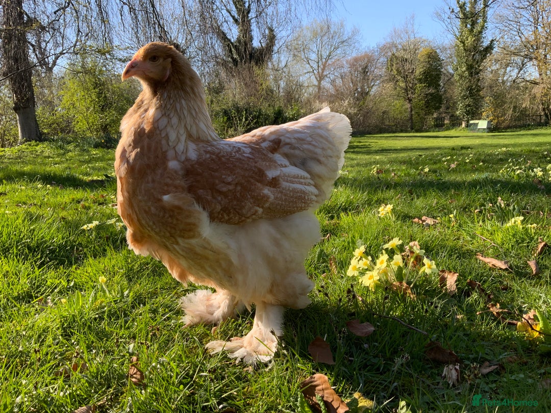Chickens poultry for sale: Silkie, Pekin, Polish, Brahma, Faverolle Hens  - Advert 12