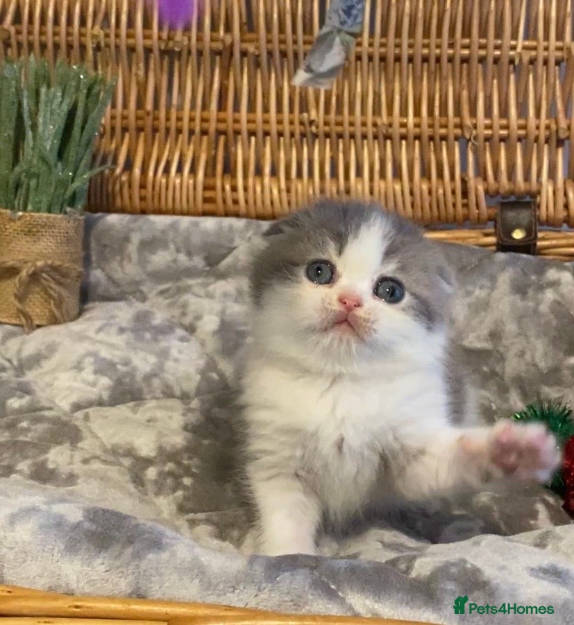 Scottish Fold cats 🧸😻CHAMPION LINE TICA ACTIVE SCOTTISH/BSH😻🧸 - Advert 9