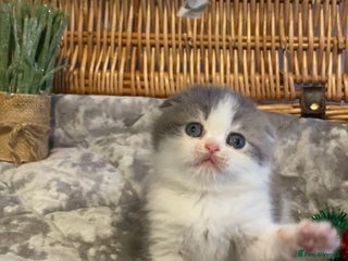 Scottish Fold cats 🧸😻CHAMPION LINE TICA ACTIVE SCOTTISH/BSH😻🧸 - Advert 9