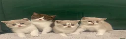 British Shorthair cats for sale: TICA Fawn/Cinnamon Bio colour kittens 💛 - Advert 3