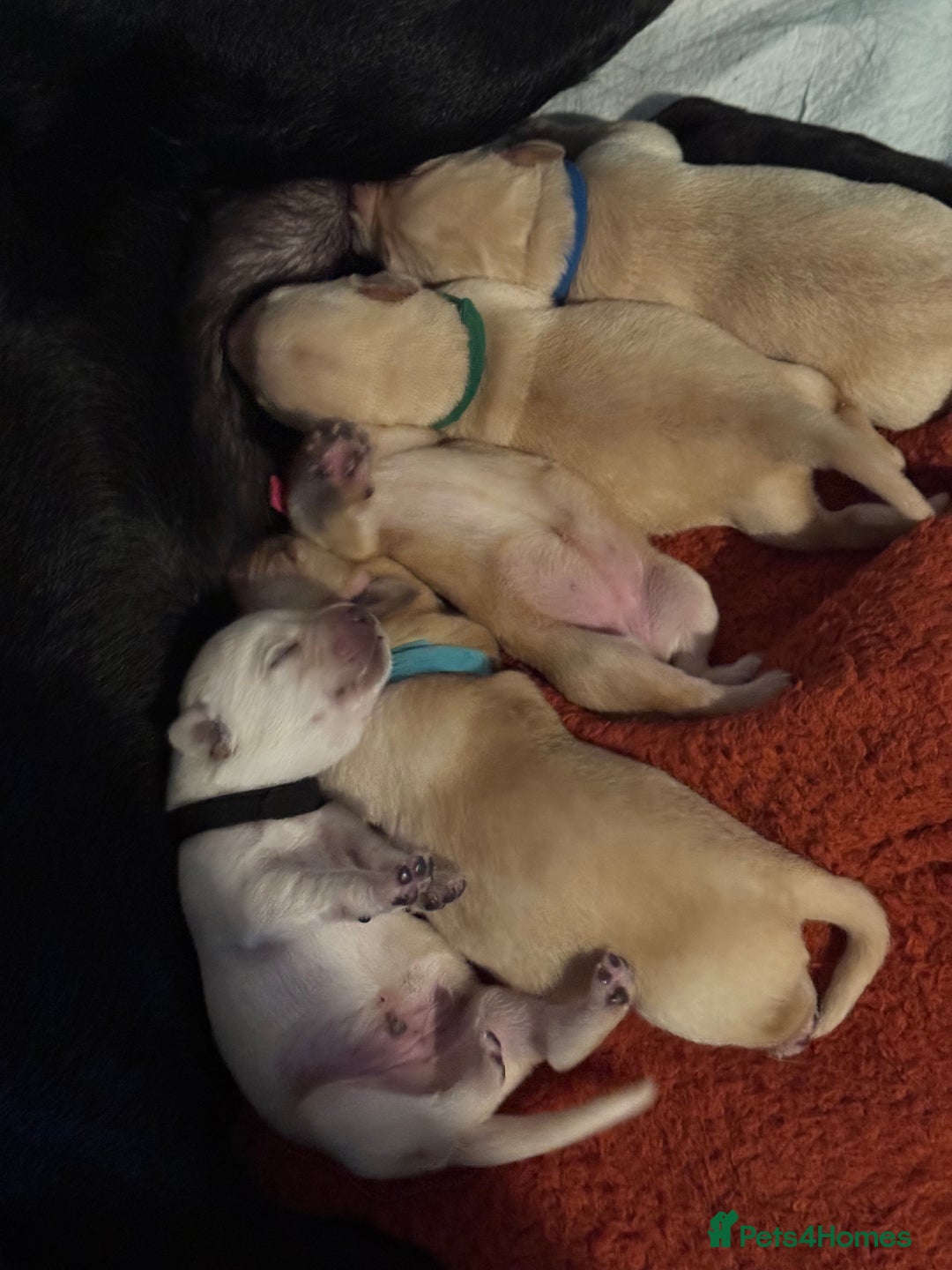 Labrador Retriever dogs for sale: 6 Sweet Labrador Puppies  - Advert 4