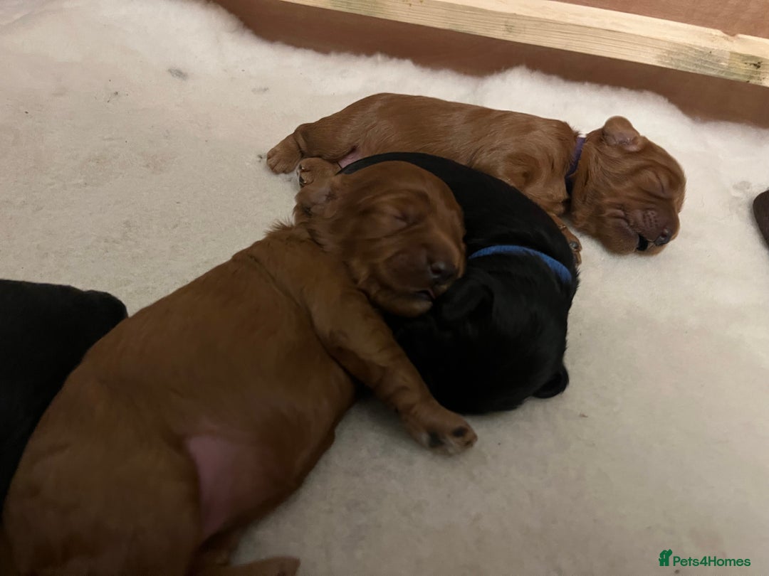 Cavapoo dogs for sale: Cute cavas for best homes only!  - Image 15