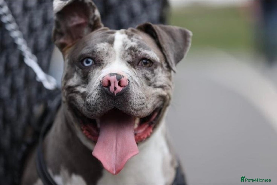 Alapaha Blue Blood Bulldog dogs for sale: Blue Merle with one blue and one green eye Female - Advert 18