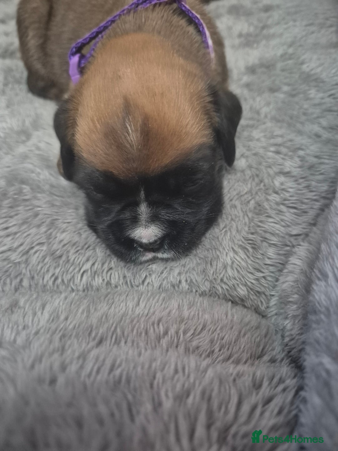 Boxer dogs for sale: Kc Boxer Puppies - Image 12