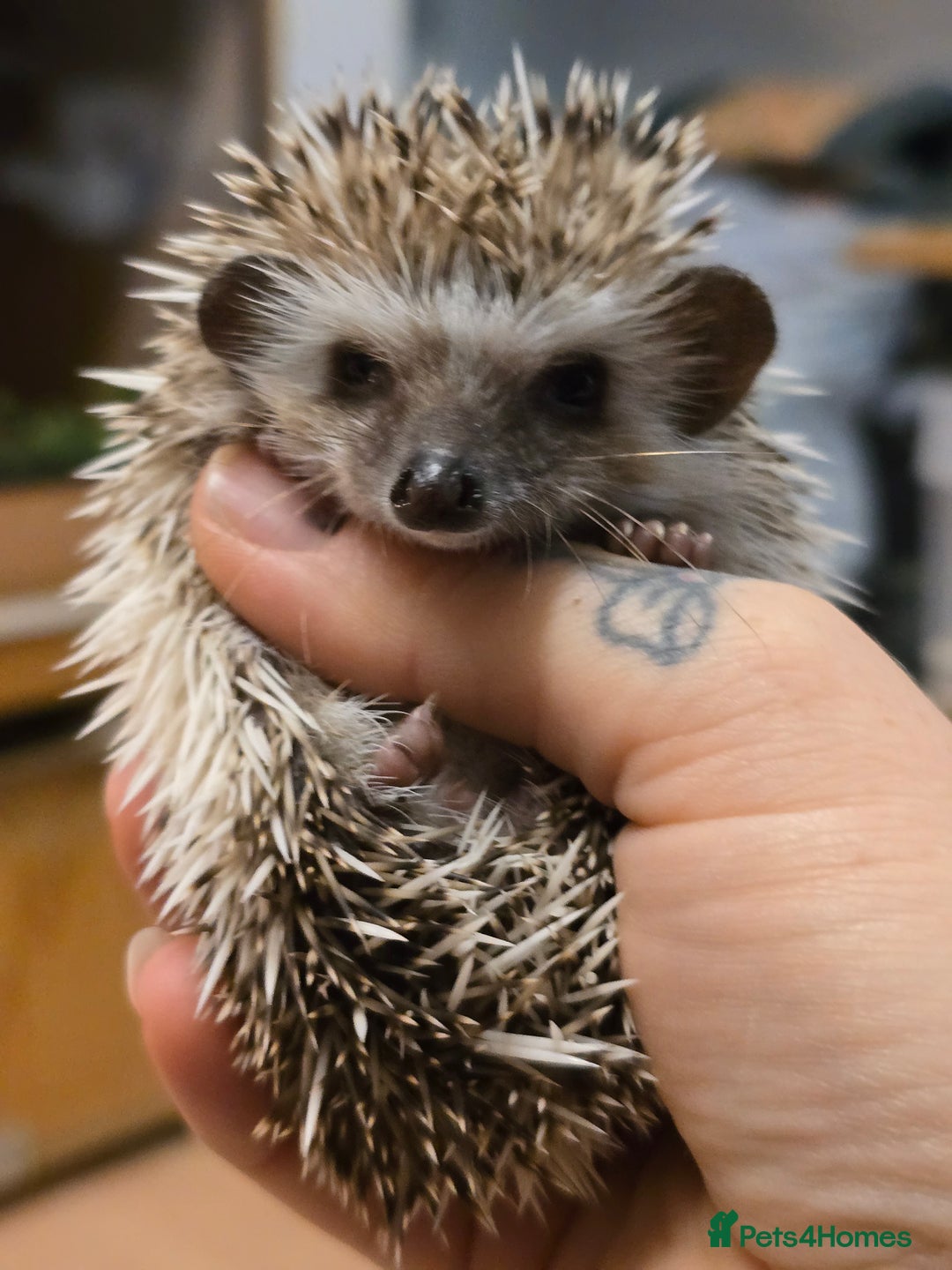 Pygmy Hedgehog rodents for sale: baby pygmy hedgehogs available  - Image 11