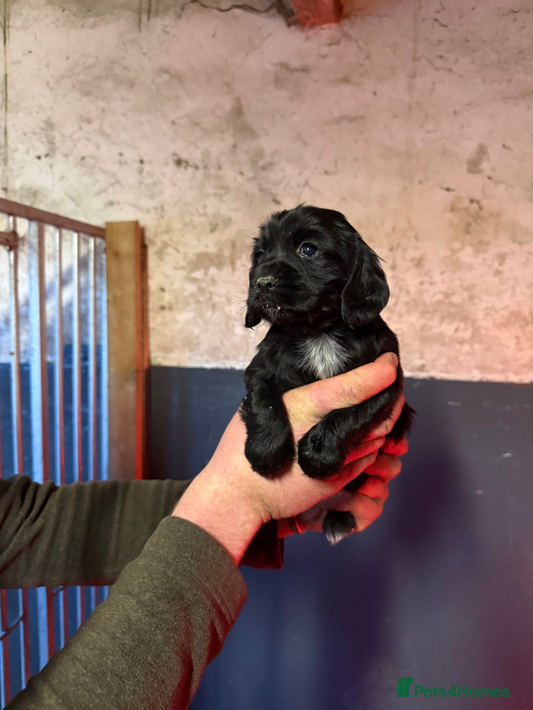 Cocker Spaniel dogs for sale: KC reg working cocker spaniel pup - Advert 3