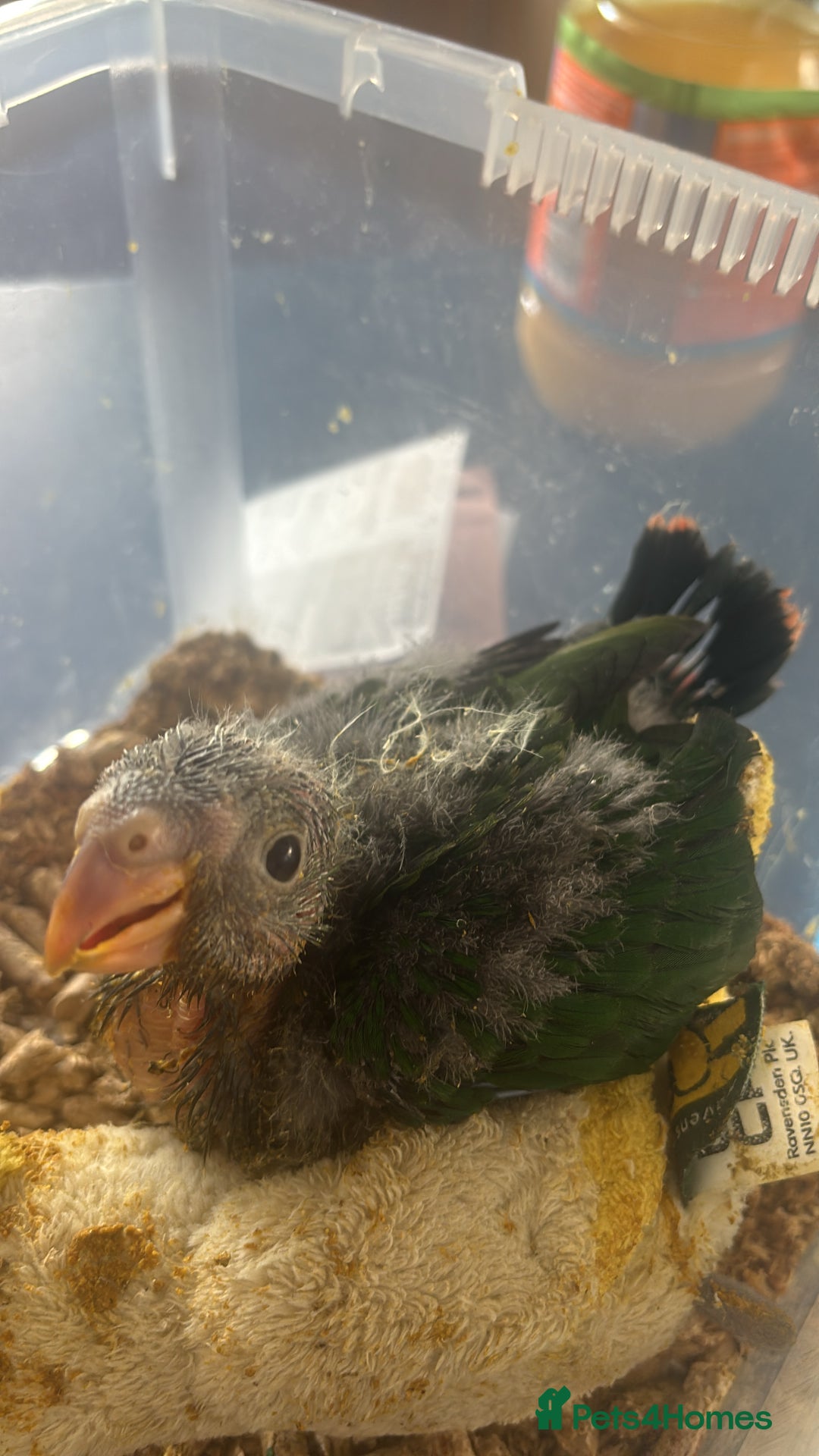 Parrots birds for sale: Baby hand reared Australian king parrots - Image 1