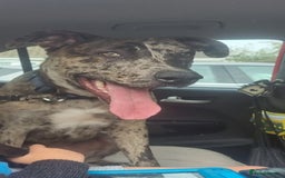 Mixed Breed dogs for sale: Beautiful Rocco looking for 5⭐️ home - Image 3