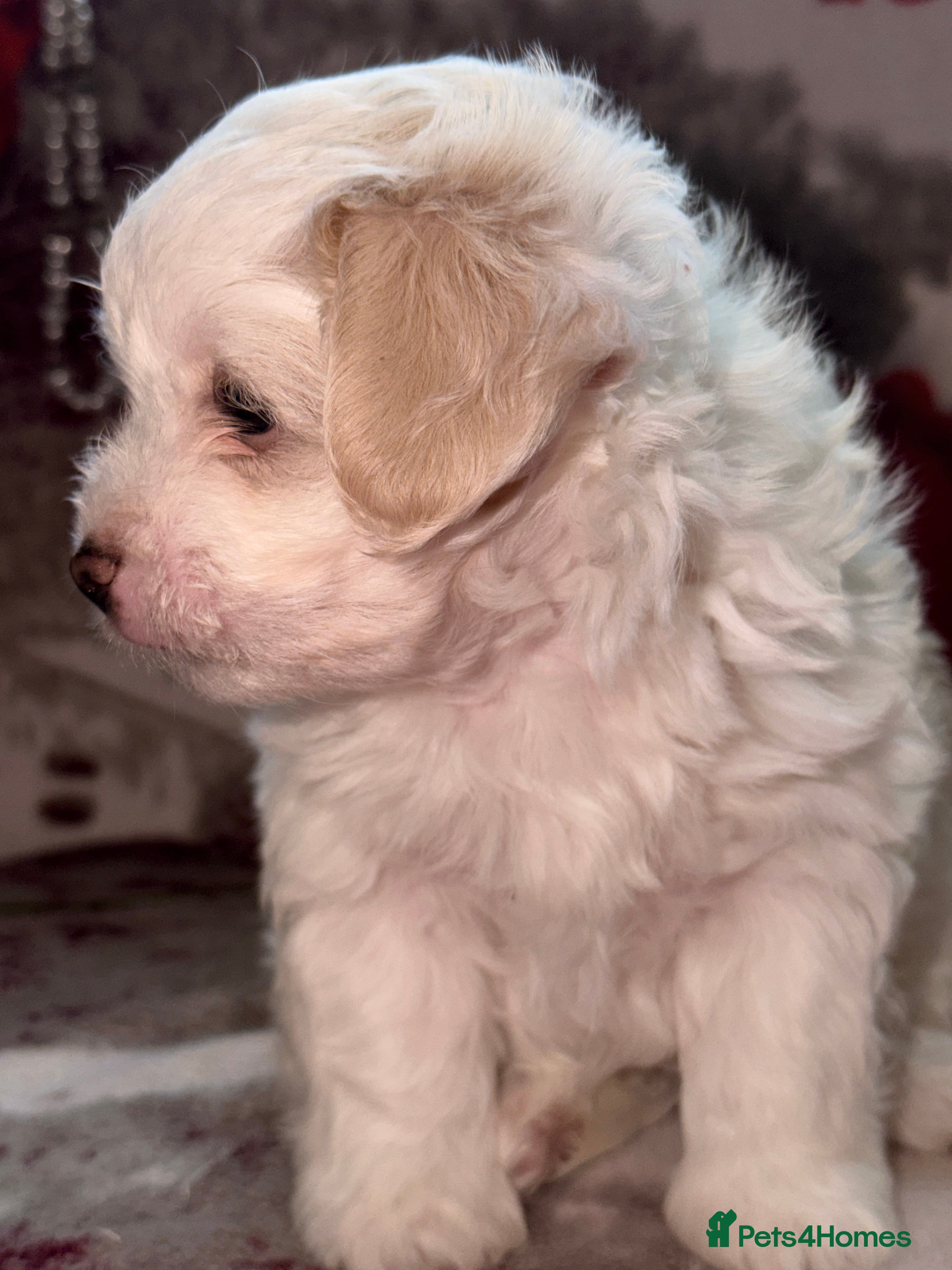 Bichon Frise dogs The Pedigree Club Bichon Frise Puppie - Advert 4