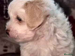 Bichon Frise dogs The Pedigree Club Bichon Frise Puppie - Advert 4