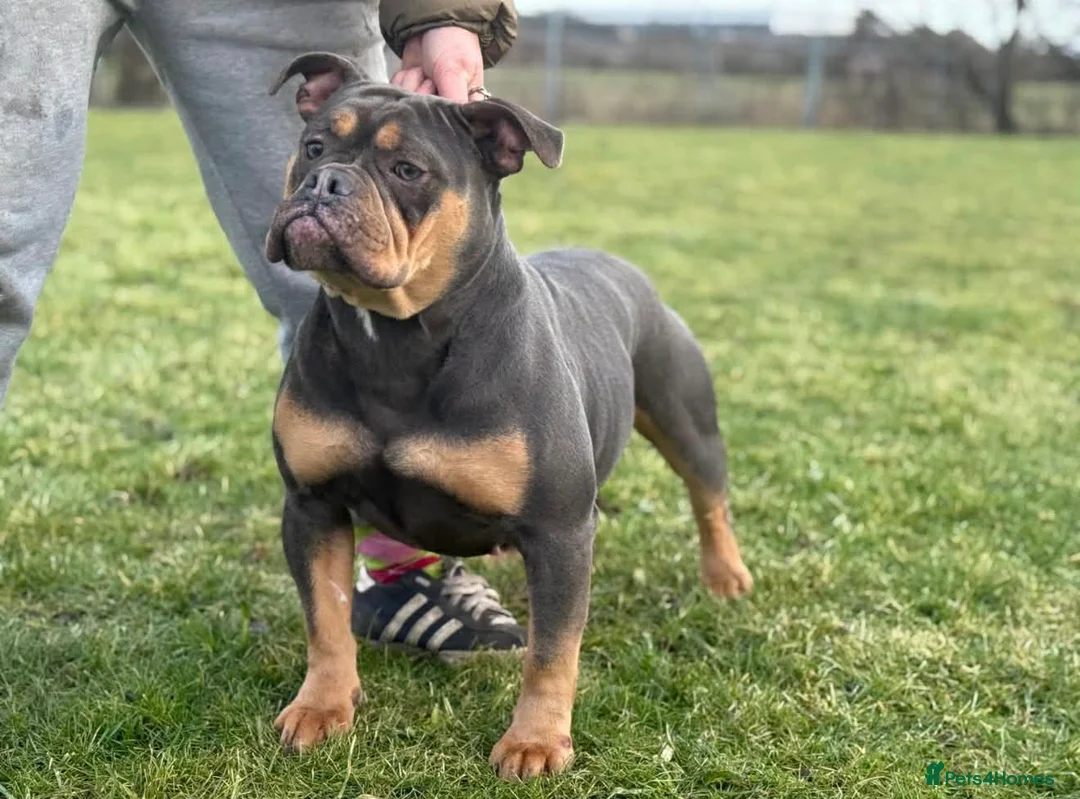 Olde English Bulldogge dogs for sale: Olde english bulldogee READY NEXT WEEK - Advert 34