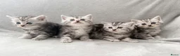 Persian cats for sale: Gorgeous chinchilla persian x Maine coon kittens  - Advert 10