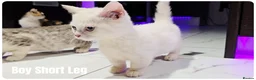 Munchkin cats for sale: Munchkin kittens odd-eyed - Advert 6