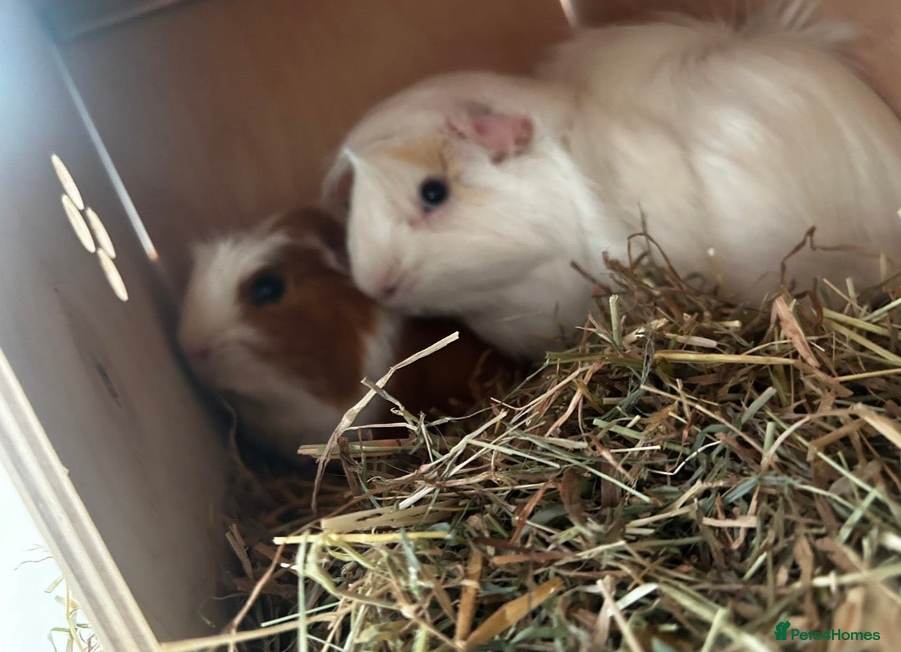 Guinea Pig rodents 2 male guinea pigs  - Advert 1