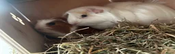 Guinea Pig rodents for sale: 2 male guinea pigs  in Sunderland - Advert 1